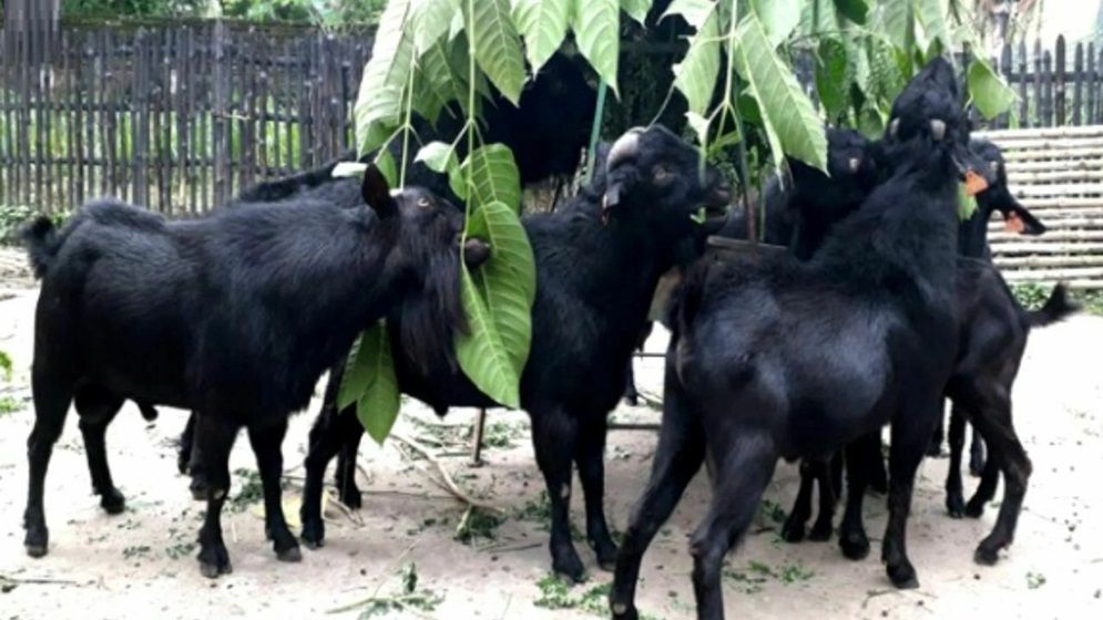 ছাগল পালনে ৪% সুদে ঋণ  দেওয়ার সিদ্ধান্ত বাংলাদেশ ব্যাংকের