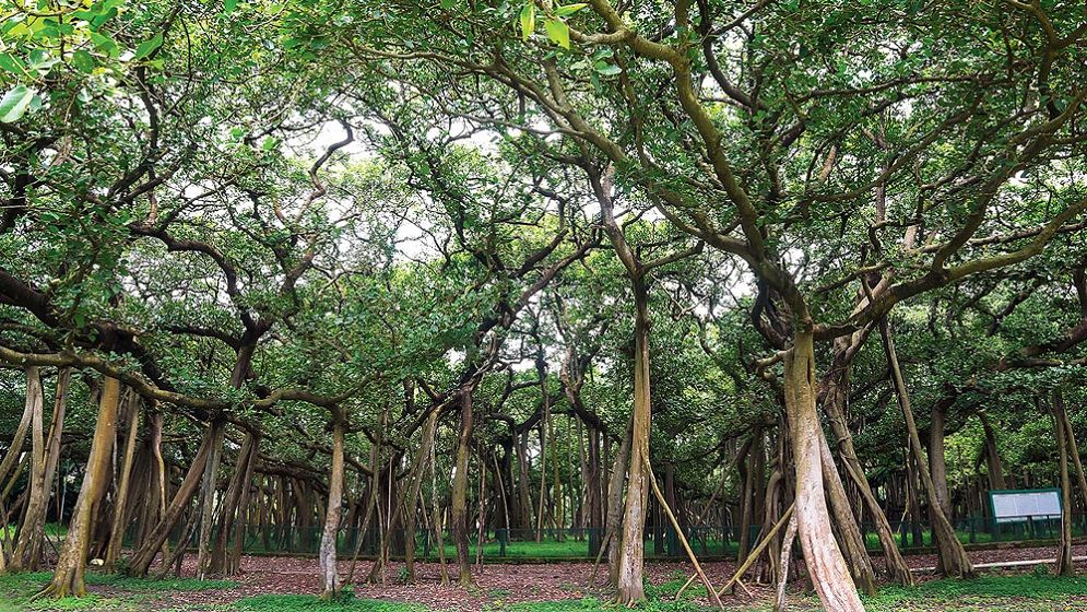 বোটানিক্যাল গার্ডেনে প্রবেশমূল্য ২০ টাকার স্থলে ১০০ টাকা, আজ থেকে আদায়