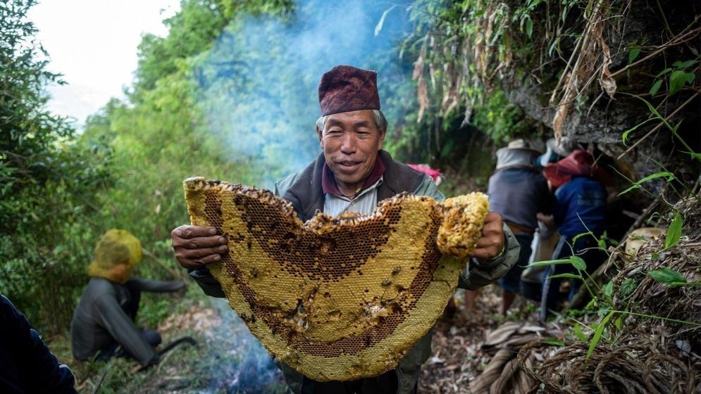 হিমালয়ের পাগলা মধু, খেলে হয় হ্যালুসিনেশন