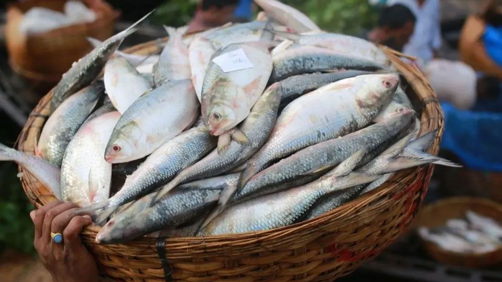 দুর্গাপূজায় এবার ভারতে ইলিশ যাবে না