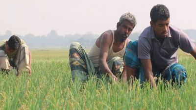 ঝিনাইদহে সার সংকটে পেঁয়াজের ফলন বিপর্যয়ের আশঙ্কা