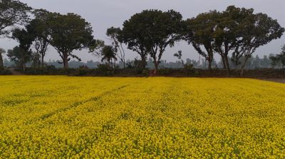 হলুদ সরিষার মাঠ