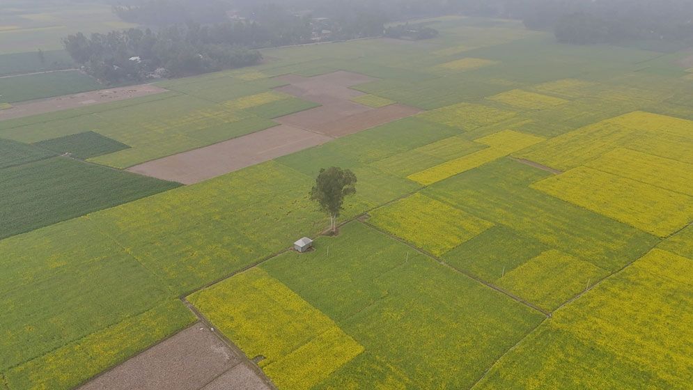 হলুদ সরিষার মাঠ