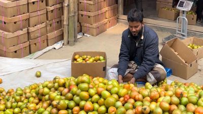 বাগেরহাটের টমেটো যাচ্ছে মালয়েশিয়া