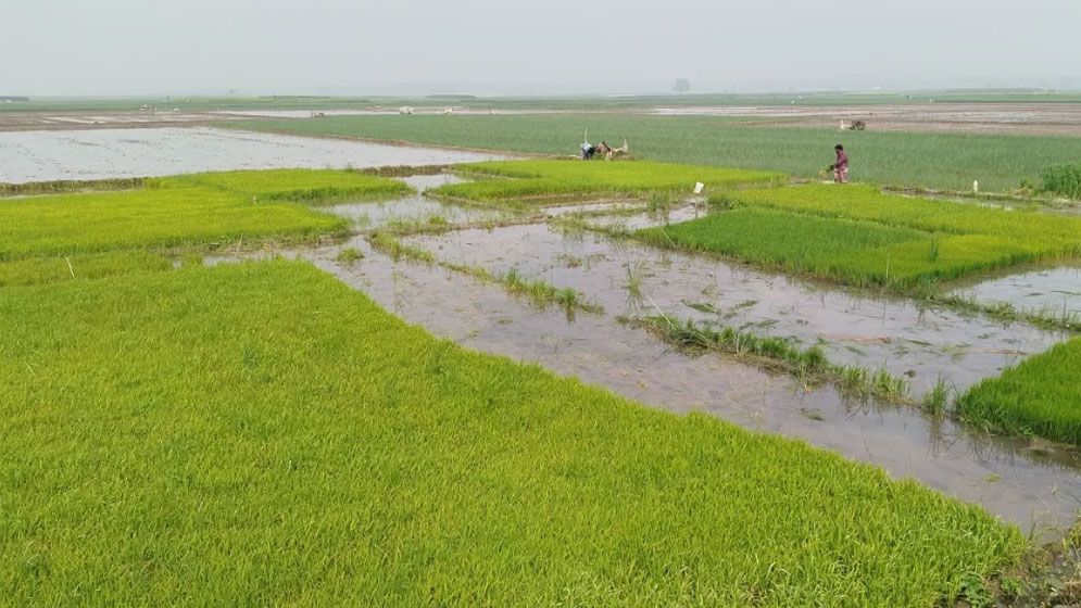 বীজ-সার-শ্রমিকের মূল্য বাড়ায় বোরো চাষে চ্যালেঞ্জ