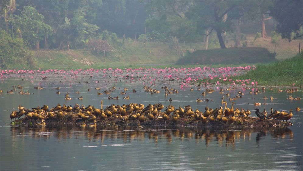 অতিথি পাখিশূন্য বিয়ানীবাজার, হারিয়ে যাচ্ছে প্রকৃতির কোলাহল