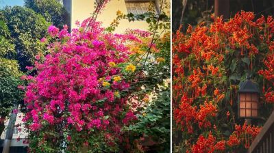 জাবিতে বসন্তের রঙিন উৎসব: প্রকৃতির স্নিগ্ধ সাজে প্রাণের জাগরণ